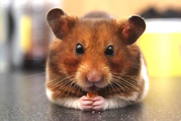 Ile kosztuje wizyta u weterynarza z chomikiem? Sprawdź ceny i porady