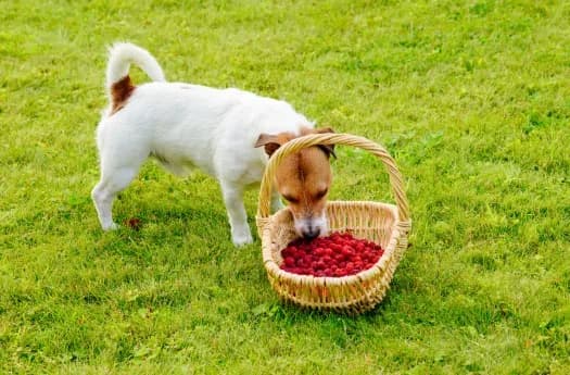 Czy pies może jeść maliny? Odkryj, co musisz wiedzieć o ich bezpieczeństwie