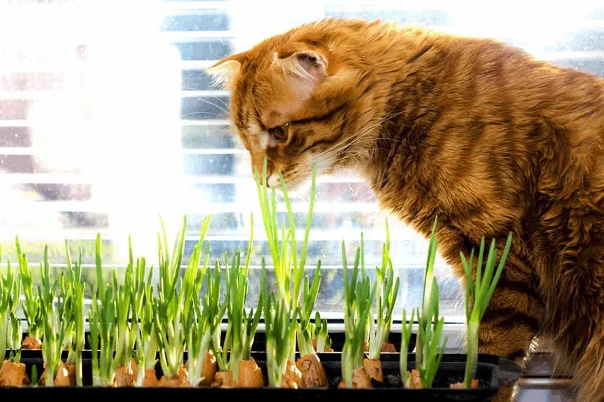 Czy koty mogą jeść cebulę? Dowiedz się, jak uniknąć zagrożeń dla zdrowia.