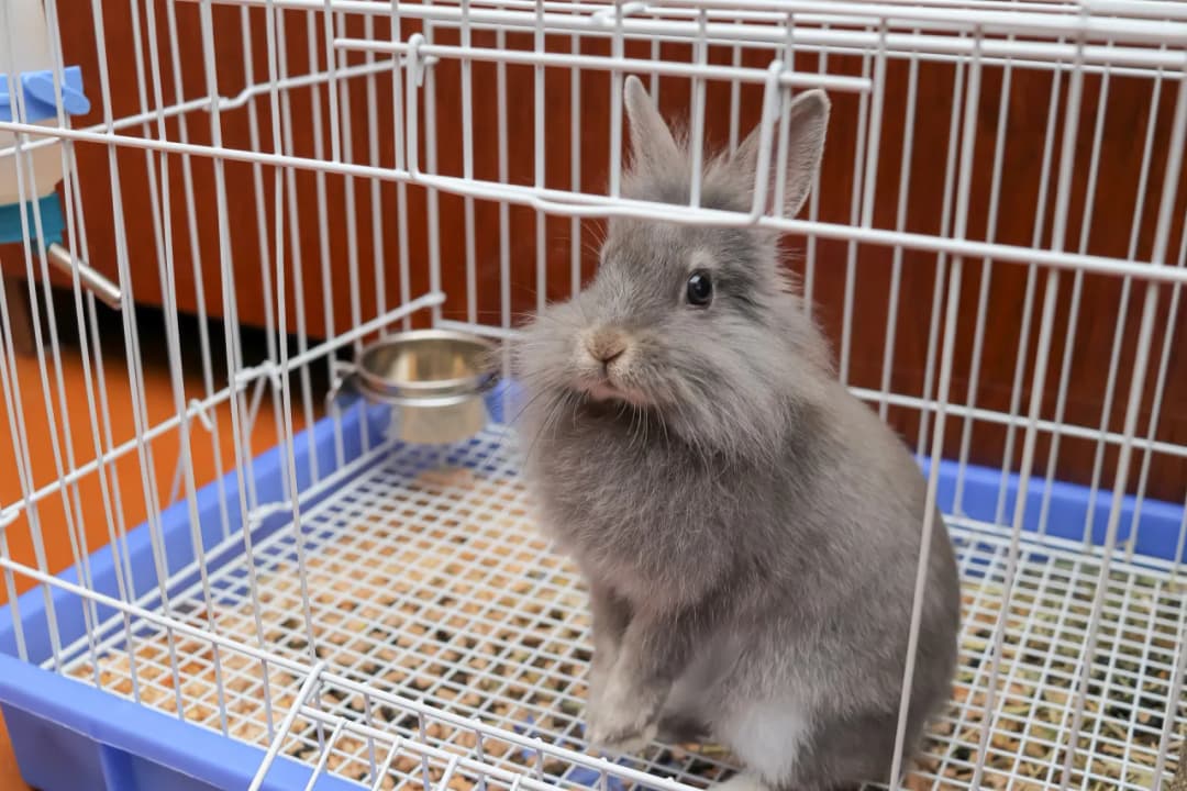 Dlaczego królik tupie w klatce? Odkryj przyczyny i rozwiązania