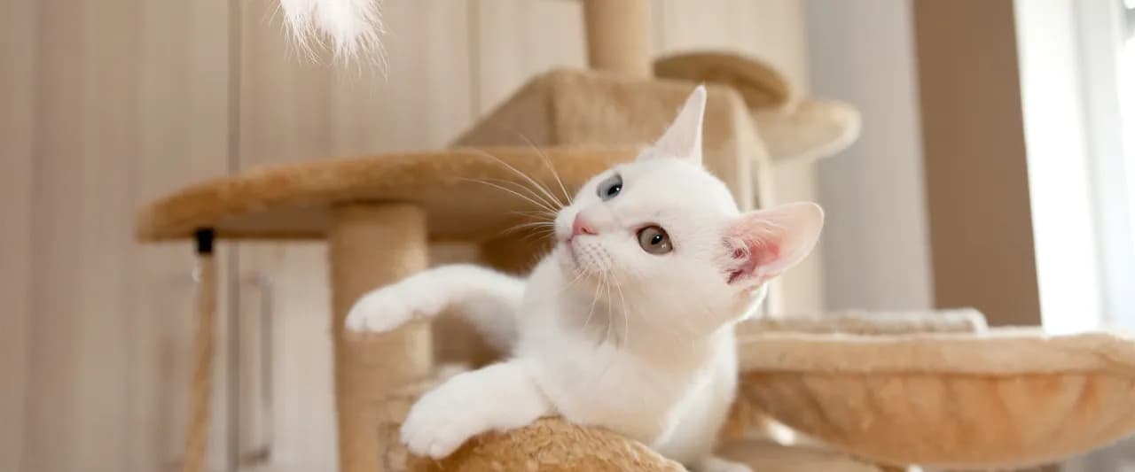 Jaki drapak wybrać, aby twój kot był szczęśliwy i zadowolony?