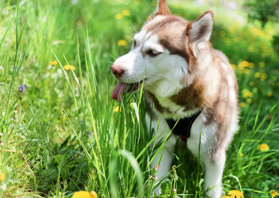 Czy pies może jeść trawę? Odkryj zdrowe i niezdrowe skutki