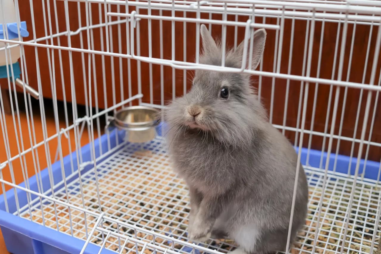 Czy królik może być sam w klatce? Sprawdź, co to oznacza dla jego zdrowia