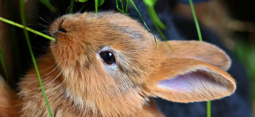 Co jedzą króliki hodowlane? Odkryj, co zapewni im zdrowie