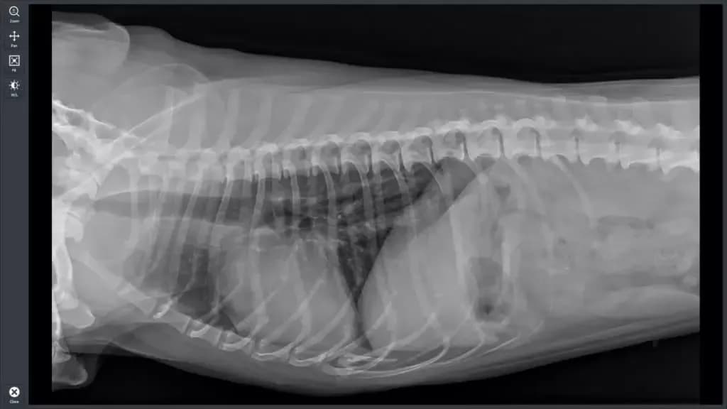 Ile kosztuje przeswietlenie u weterynarza? Sprawdź ceny i porady