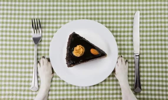 Czy pies może jeść słodycze? Sprawdź, dlaczego to niebezpieczne dla psa