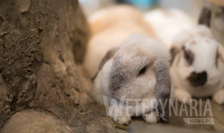 Jak nauczyć królika korzystać z kuwety - proste kroki i porady