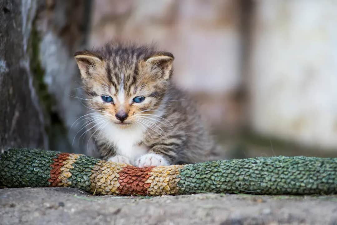 Co ile odrobacza się kota? Kluczowe informacje dla właścicieli