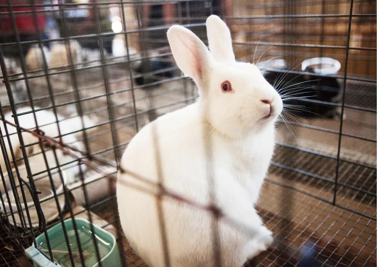 Dlaczego królik gryzie klatkę? Odkryj przyczyny i rozwiązania