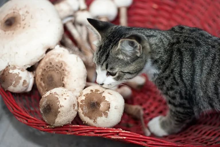 Czy koty mogą jeść pieczarki? Odkryj niebezpieczeństwa dla zdrowia