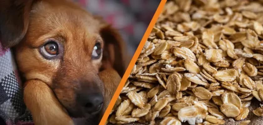 Czy pies może jeść płatki owsiane? Odkryj korzyści i zagrożenia
