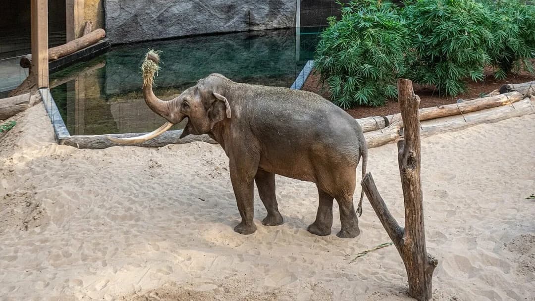 Orientarium w Łodzi - fascynujące zwierzęta i atrakcje, które musisz zobaczyć