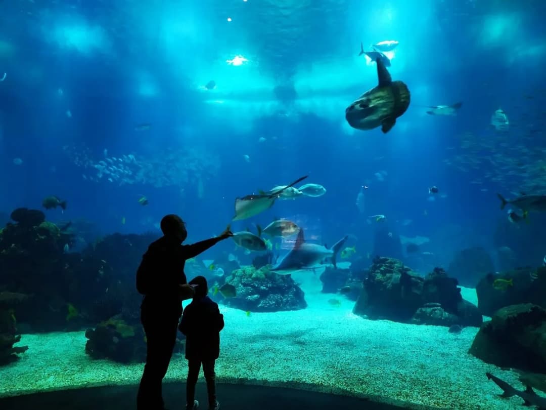 Oceanarium w Lizbonie - Ciekawe atrakcje, bilety i godziny otwarcia