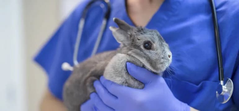 Czy z królikiem trzeba chodzić do weterynarza? Kluczowe informacje o zdrowiu