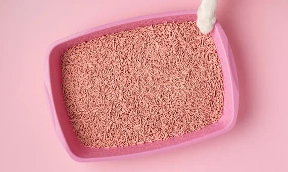 Jak często czyścić kuwetę, by zapewnić kotu zdrowie i komfort