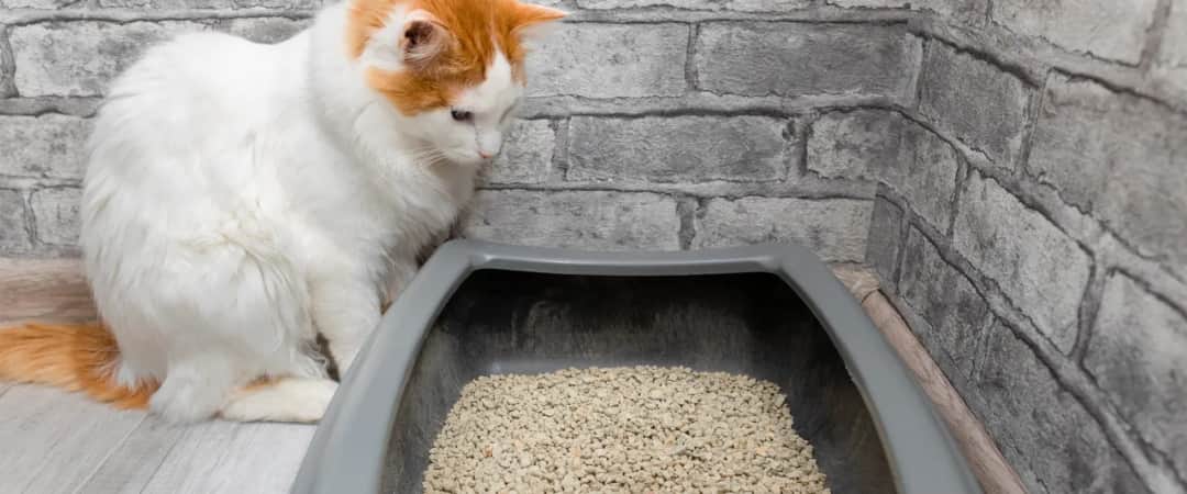 Najlepsza kuweta dla kota, która skutecznie eliminuje nieprzyjemne zapachy