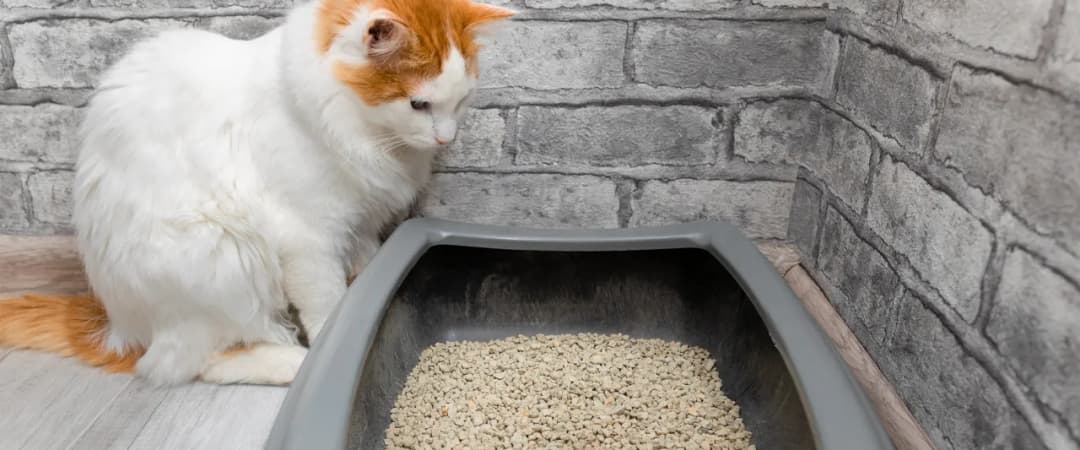 Najlepsza kuweta dla kota, która skutecznie eliminuje nieprzyjemne zapachy