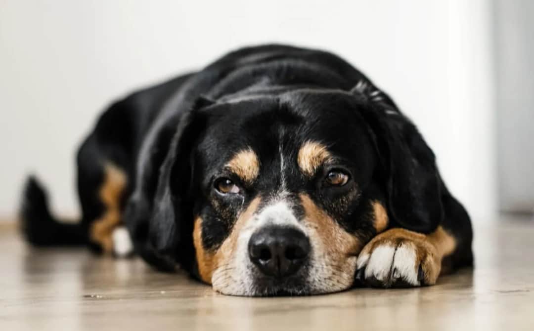 Jak często odrobaczać psa? Kluczowe informacje dla zdrowia pupila