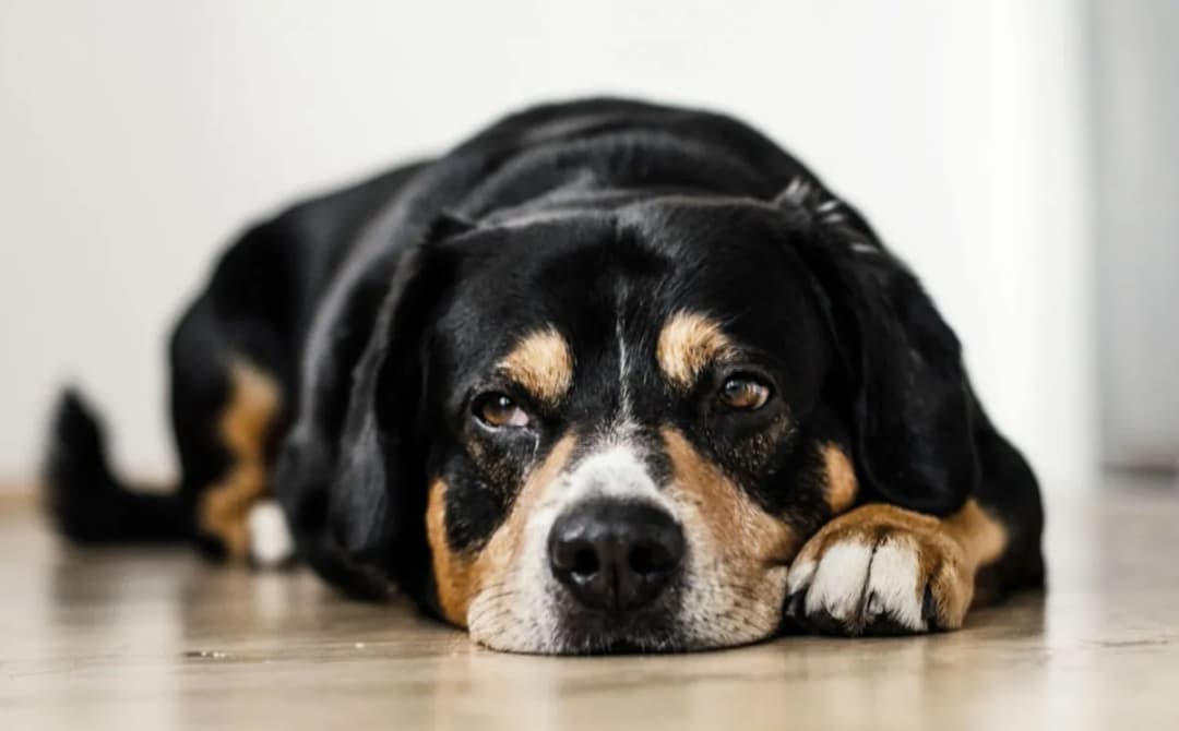 Jak często odrobaczać psa? Kluczowe informacje dla zdrowia pupila