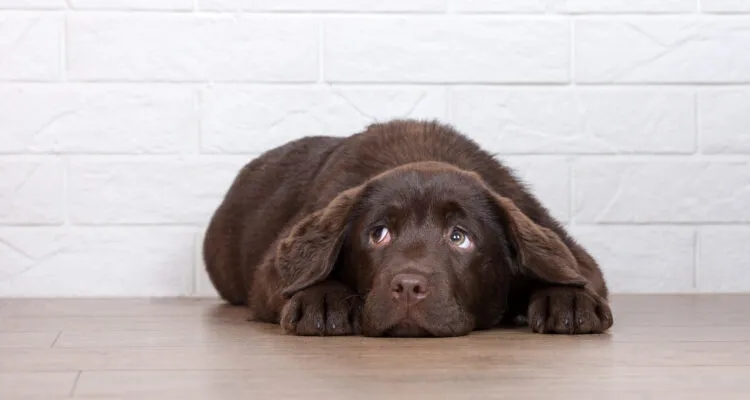 Dlaczego pies wymiotuje po tabletkach na odrobaczanie? Sprawdź przyczyny.