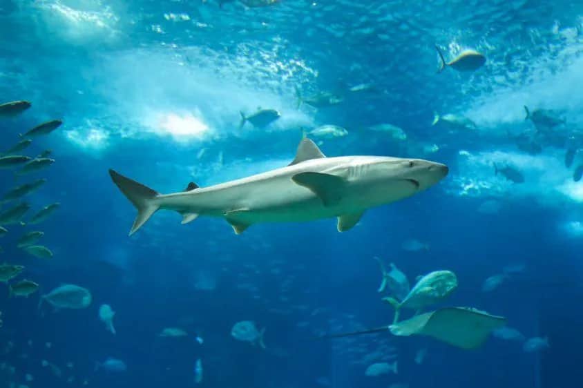 Oceanarium Ustka – Fascynujące gatunki ryb i niezapomniane atrakcje