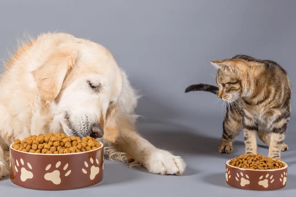 Czy pies może jeść karmę dla kotów? Oto, co musisz wiedzieć
