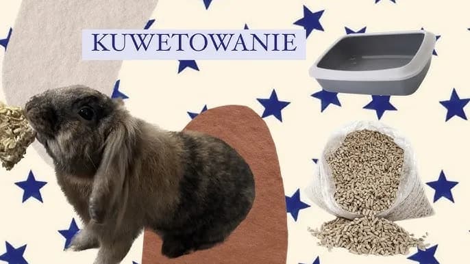 Jak nauczyć królika korzystać z kuwety - proste metody i porady