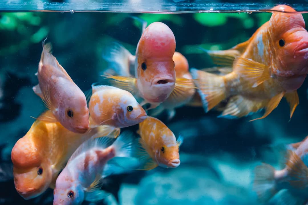 Gdynia atrakcje oceanarium: co warto zobaczyć i przeżyć?