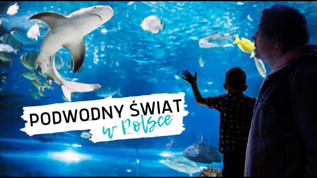 Najlepsze oceanaria nad morzem w Polsce – odkryj podwodny świat