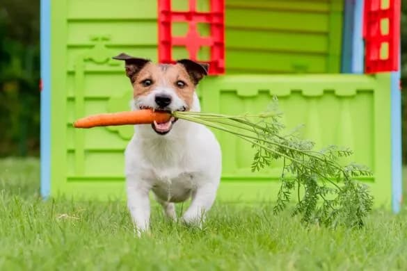 Czy pies może jeść marchew? Odkryj korzyści i zagrożenia