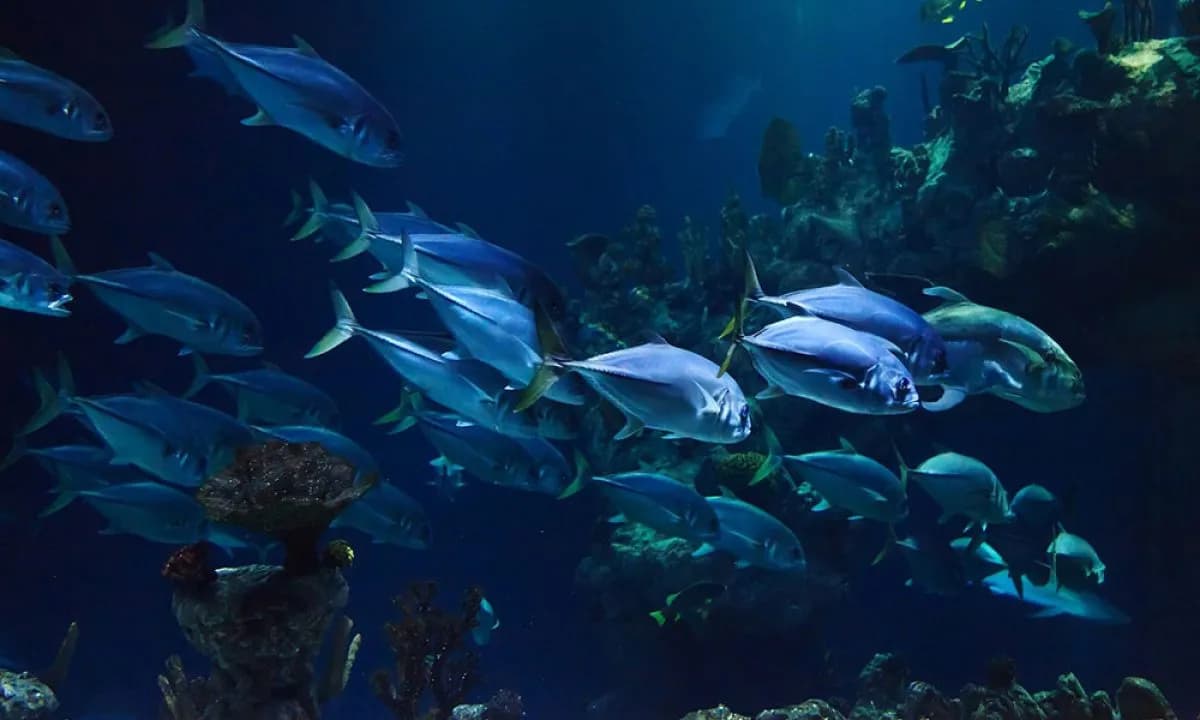 Niezapomniane doświadczenia w oceanarium Chorwacja – co warto zobaczyć