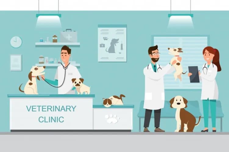 Czy weterynarz to doktor? Poznaj różnice i tytuły w weterynarii