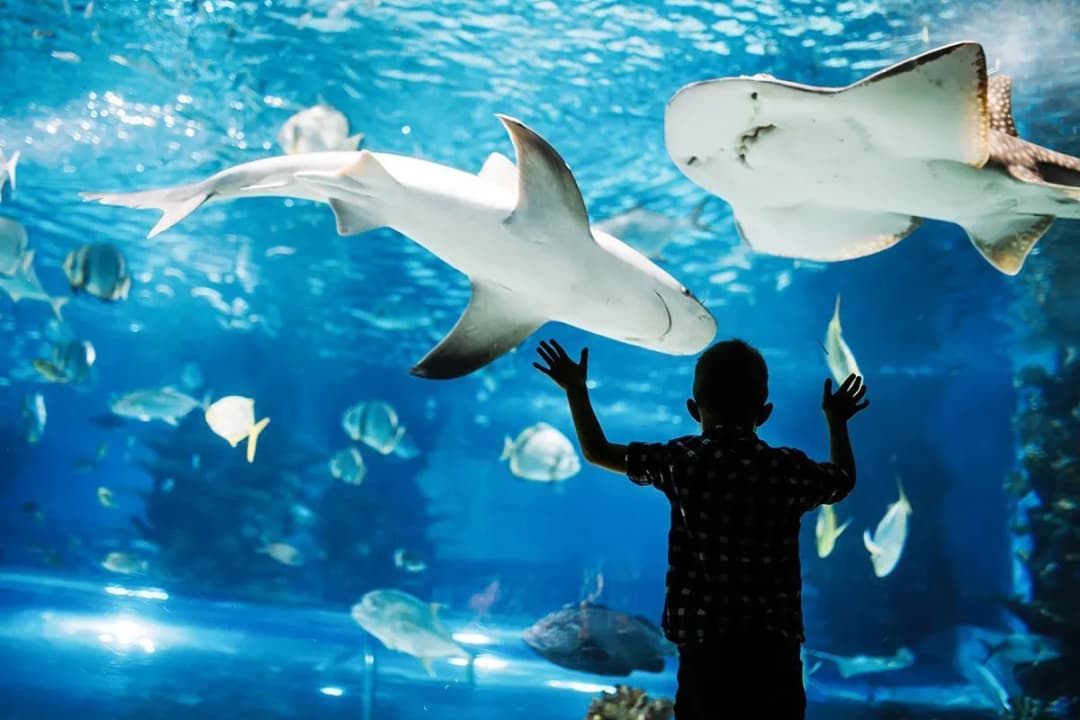 Najlepsze oceanaria w Hiszpanii: co warto zobaczyć i przeżyć
