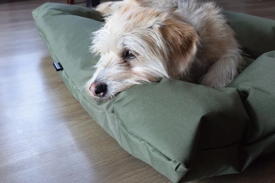 Jak dobrać rozmiar legowiska dla psa, aby zapewnić mu komfort?