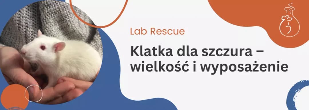 Jaka klatka dla szczura? Najlepsze wybory, które zapewnią komfort