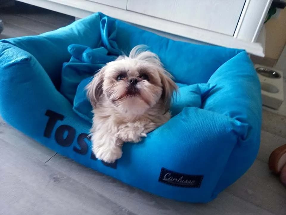 Jakie legowisko dla shih tzu wybrać, aby zapewnić mu komfort?